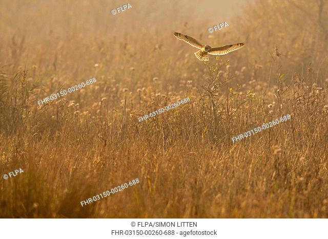 Short-eared Owl Asio flammeus adult, in flight, hunting over grazing marsh habitat, Norfolk, England, november