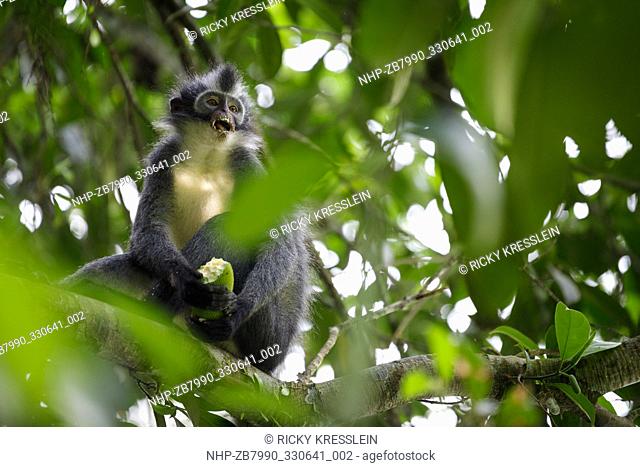 Thomas's langur (Presbytis thomasi), or Thomas's leaf monkey, chewing jackfruit in Bukit Lawang, Indonesia