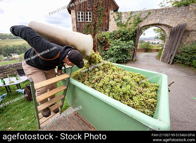 07 October 2021, Baden-Wuerttemberg, Vaihingen an der Enz: A vintner of the Lembergerland Kellerei Rosswag eG empties Riesling grapes out of a carrying chute...