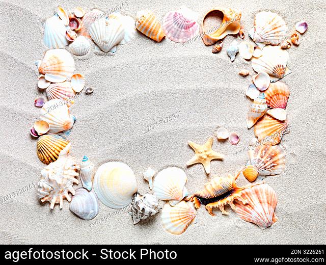 beach sand with shells and starfish