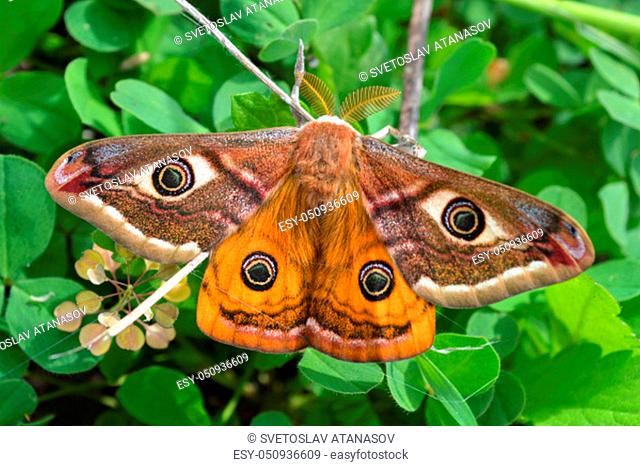 Emperor's Night Butterfly, Emperor Moth, Saturnia pavonia, Small emperor moth