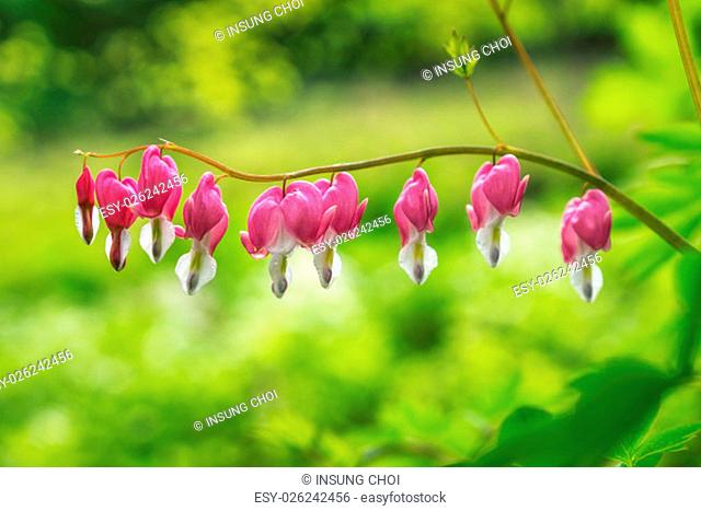 Bleeding heart flowers blossoming in a mountain hill side in South Korea