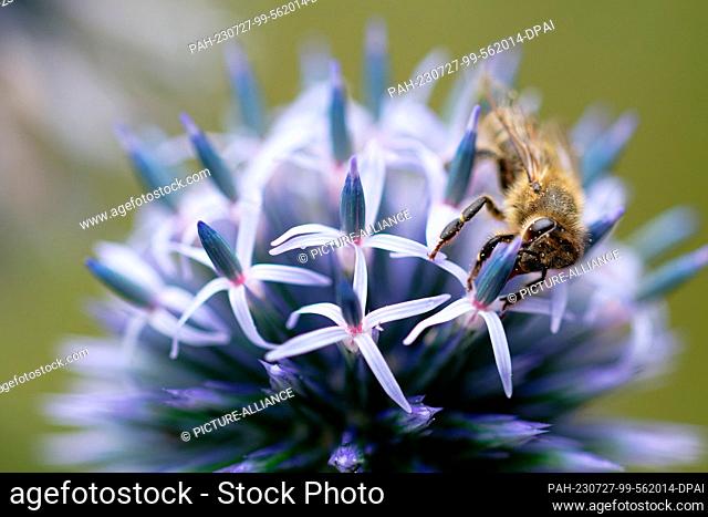 27 July 2023, North Rhine-Westphalia, Cologne: A honey bee collects nectar on the flower of a thistle. The bees take advantage of a small break in the rain to...