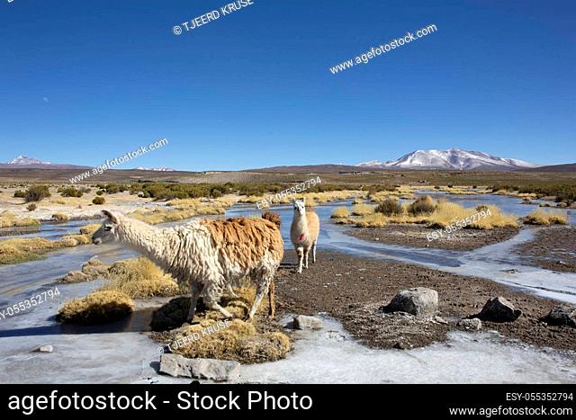 llamas graze through marshlands of the Sunny Bolivian altiplano near the Uyuni Salt Flat and Sajama, Bolivia, South America