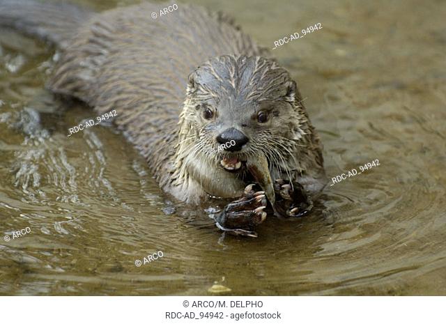 European Otter eating fish Lutra lutra