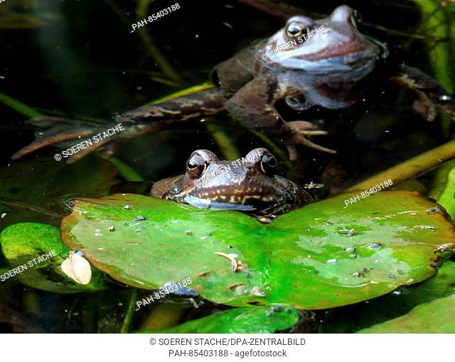 Two frogs lie in the water of a pond in Zella-Mehlis, Germany, 16 October 2016. Photo: Soeren Stache - NO WIRE SERVICE - | usage worldwide