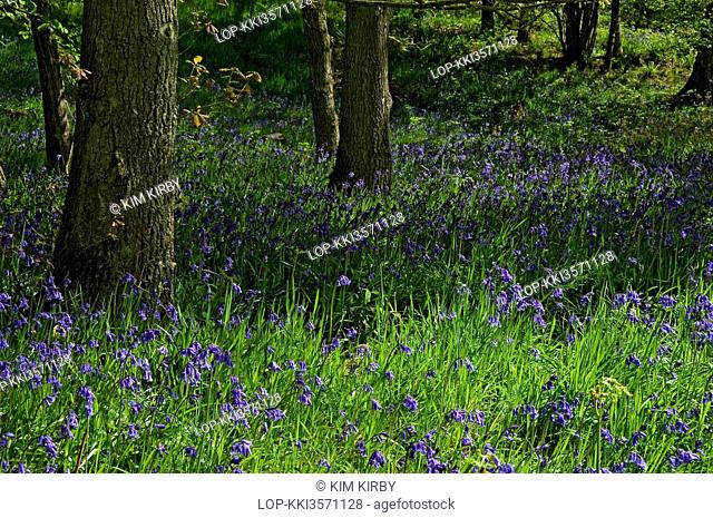 England, North Yorkshire, Riccal Dale. Wild bluebells hyacinthoides non scripta in spring at Riccal Dale near Pockely