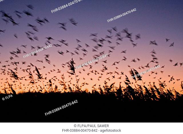 Common Starling Sturnus vulgaris flock, in flight, above reedbed roost at sunset, Suffolk, England, january