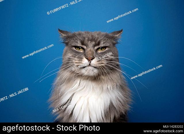 gray white cat portrait looking at camera angry or displeased on blue background