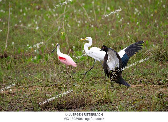 BRASIL, PANTANAL, POCONE, 29.07.2009, 3 different species of birds, Muscovy Duck (Cairina moschata), Roseate Spoonbill (Ajaja ajaja)