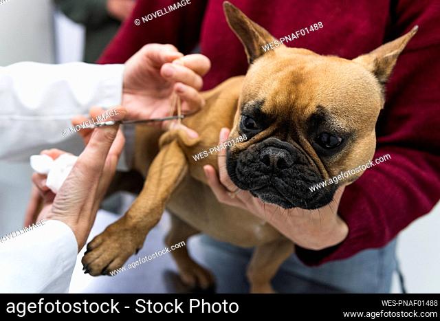 Young woman holding dog while female veterinarian treating French Bulldog at medical clinic