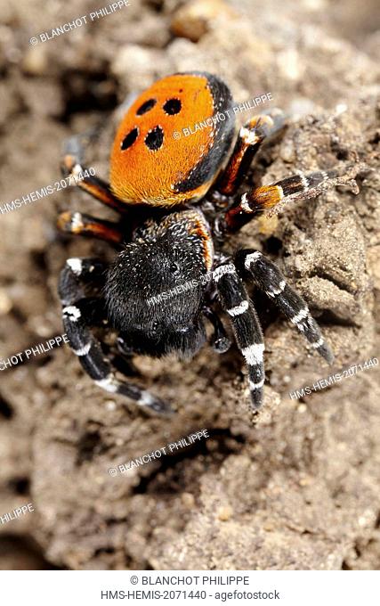 France, Araneae, Eresidae, Ladybird Spider (Eresus kollari), male