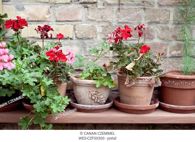 Potted Geranium flowers on a shelf in front of brick wall