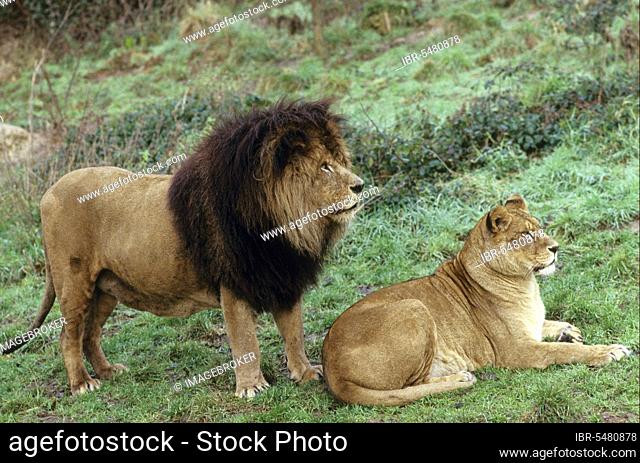 Barbary Lion, Barbary lions, lions, big cats, predators, mammals, animals, Barbary Lion (Panthera leo leo) Male and female, extinct in wild, formerly from