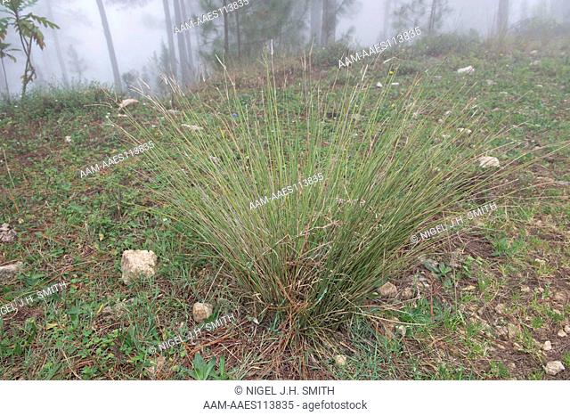 Sigin (Cyperus picardae, Cyperaceae), a sedge gathered to thatch farm houses and kitchens. The sedge is growing along a road that cuts through a forest of...