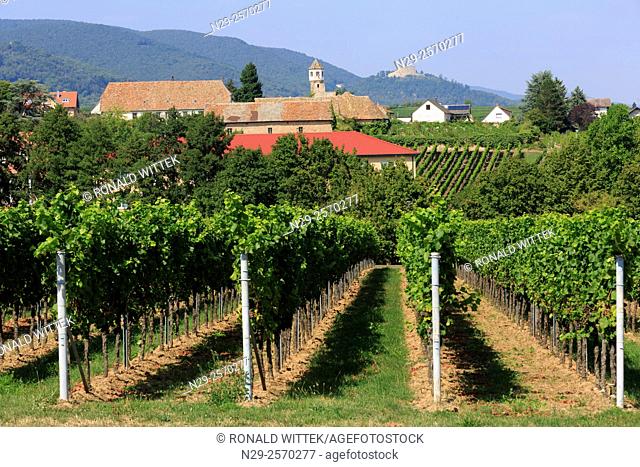 Edenkoben, vines, Hambach Castle, Vineyard, Winery, Southern Wine Route, Rhineland-Palatinate, Germany