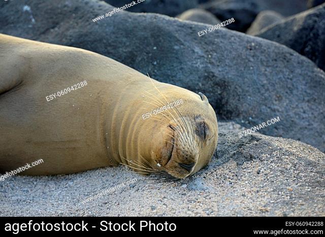 Galápagos sea lion (Zalophus wollebaeki), North Seymour Island, Galapagos Islands, Ecuador