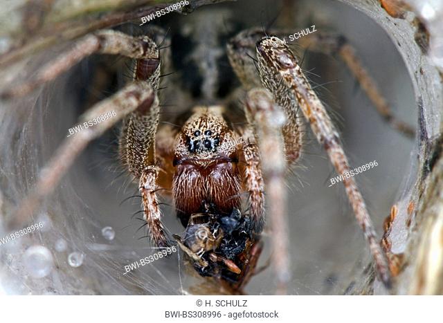 grass funnel-weaver, maze spider (Agelena labyrinthica), with prey in tube web, Denmark