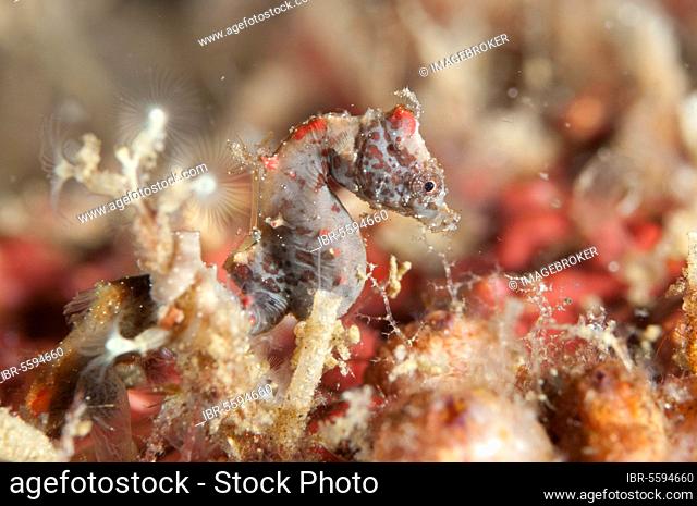 Weedy Pygmy Seahorse (Hippocampus pontohi) adult, Lembeh Straits, Sulawesi, Sunda Islands, Indonesia, Asia