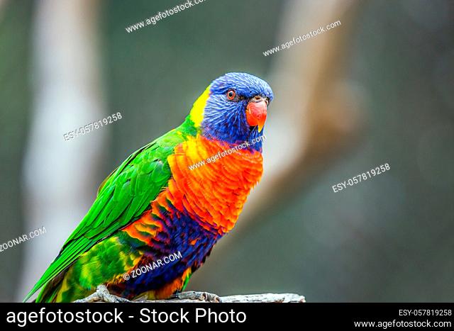 Lori parrot - small, brightly colored in all colors of the rainbow, woody parrot. Parrot sits on a tree stump. The concept of exotic and ecological tourism