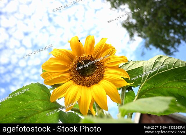 15 July 2023, Boekzetelerfehn: A bumblebee is seen on the blossom of a sunflower under a slightly cloudy sky. Weekend vacationers and tourists have sought...
