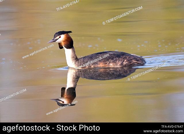 crested grebe