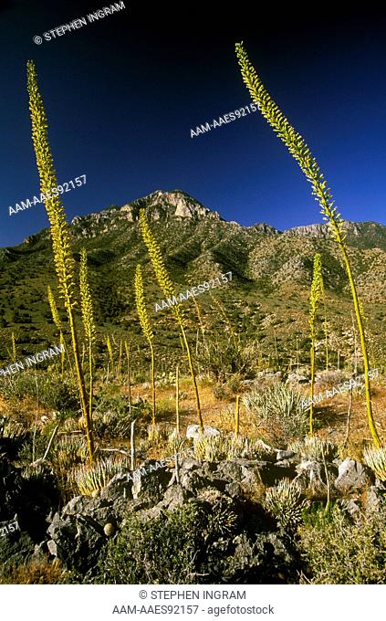 Clark Mountain Agave in Bloom (Agave utahensis var. nevadensis) Mojave NP, CA California, below Clark Mountain