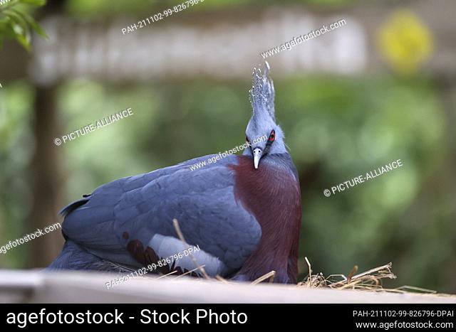 01 November 2021, Saxony, Leipzig: The female of a pair of Victoria Crowned Pigeons is nesting on a wooden box in Gondwanaland at Leipzig Zoo