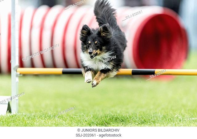 Shetland Sheepdog, Shetland Collie jumping over a hurdle in an agility parcour. Germany