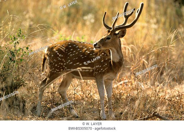 spotted deer, axis deer, chital (Axis axis, Cervus axis), bull, India