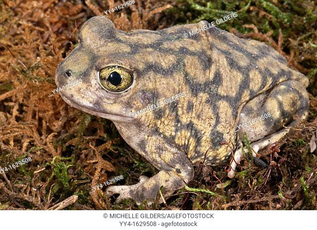 Couch's spadefoot toad, Scaphiopus couchii, is native to the southwestern United States, northern Mexico, and the Baja peninsula