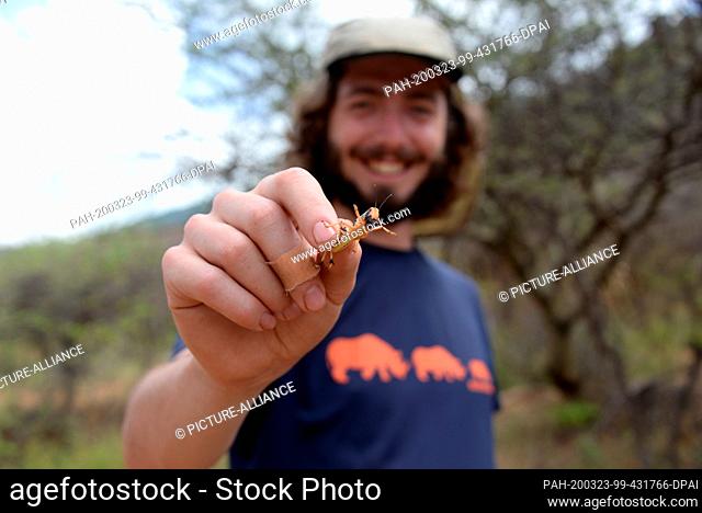 03 March 2020, Kenya, Archers Post: The post-doctoral researcher Felix Oberhauser holds a desert grasshopper in his hand in the Samburu region in northern Kenya