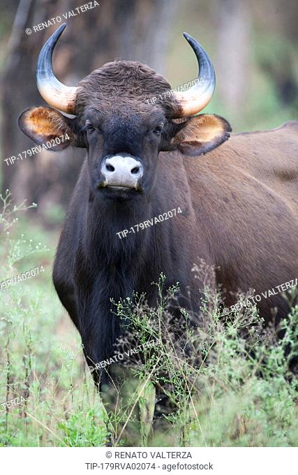 India, Karnataka, Rajiv Gandhi National Park, Indian bison or Gaur, Bos gaurus