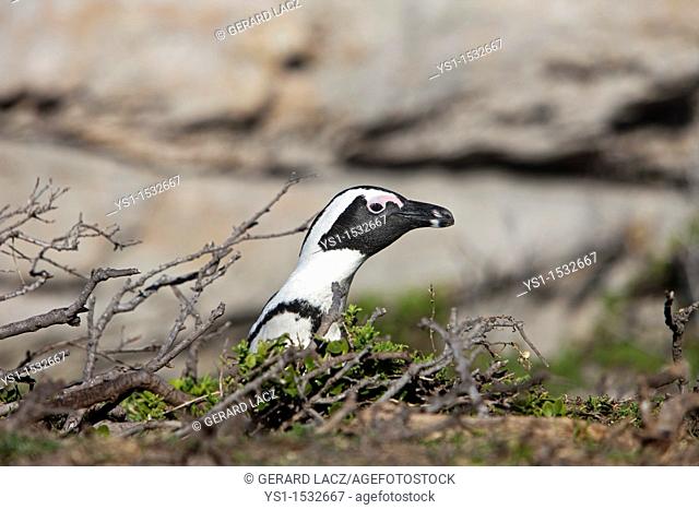 Jackass Penguin or African Penguin, spheniscus demersus, Head of Adult emerging from bush, Betty's Bay in South Africa