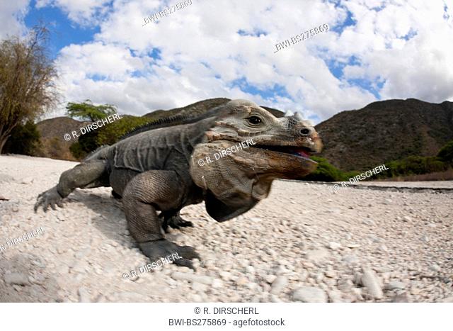 rhinoceros iguana (Cyclura cornuta), close-up shot of a reptile walking over the gravel ground of a valley, Dominican Republic