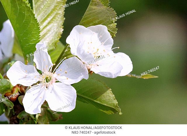 Cherry blossom - Franconia, Bavaria / Germany
