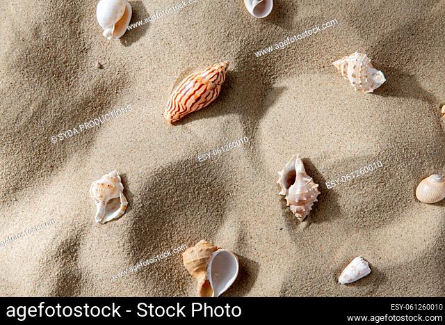different sea shells on beach sand