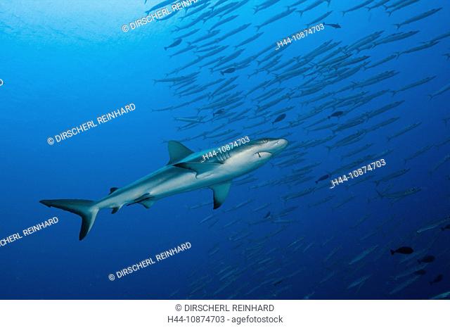 Grauer Riffhai und Barrakudas, Carcharhinus amblyrhynchos, Ulong Channel, Mikronesien, Palau, Grey Reef Shark and Barracudas, Carcharhinus amblyrhynchos
