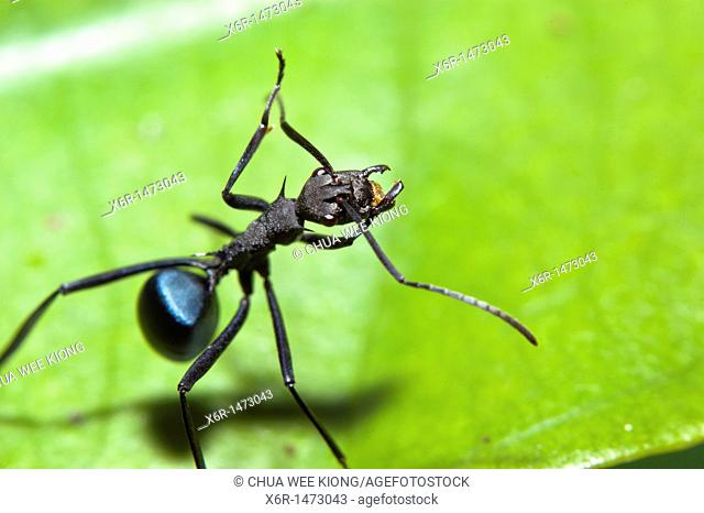 Ant from Skudup, Kuchung, Sarawak, Malaysia