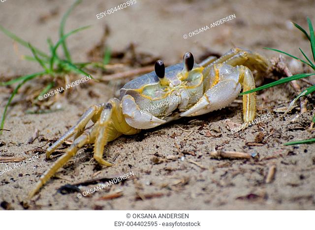 Ghost Sand Crab