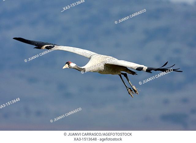Common crane, Grus grus, in flight, Gallocanta, Teruel, Spain