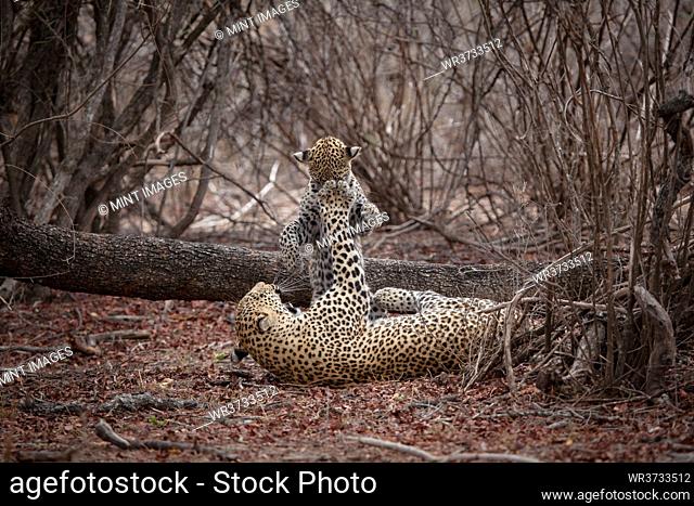 A mother leopard, Panthera pardus, plays with her cub and swipes her paw to its face
