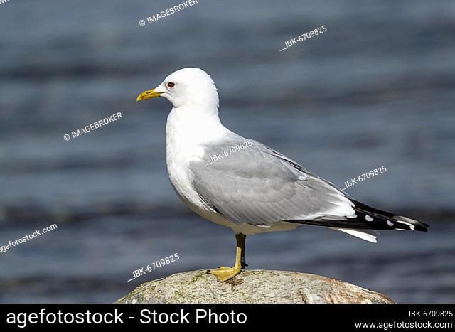 Common gull (Larus canus), Mecklenburg-Western Pomerania, Germany, Europe