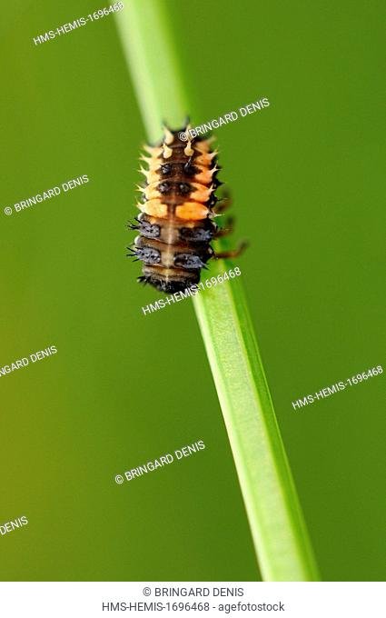 France, Territoire de Belfort, Belfort, garden, Asian lady beetle (Harmonia axyridis), larva pupate