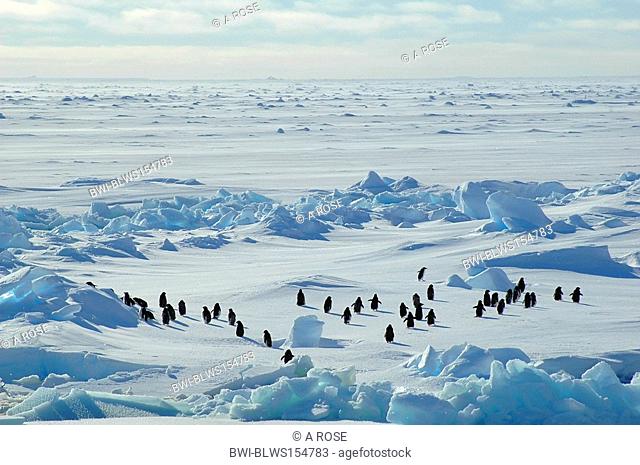 adelie penguin Pygoscelis adeliae, group of about forty Antarctic adelie penguins running into the blue wideness of an Antarctic icescape scenery, Antarctica