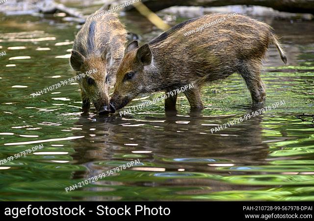23 July 2021, Brandenburg, Cottbus: Freshlings stand in the water of a pond in the zoo and drink. With 25 hectares, the Cottbus Zoo is the largest zoo in the...