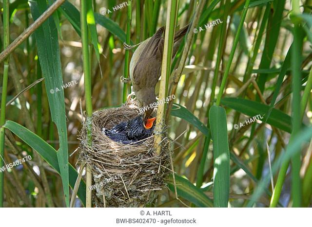 Eurasian cuckoo (Cuculus canorus), reed warbler feeding a 5 days old young cuckoo in the nest, Germany, Bavaria, Oberbayern, Upper Bavaria