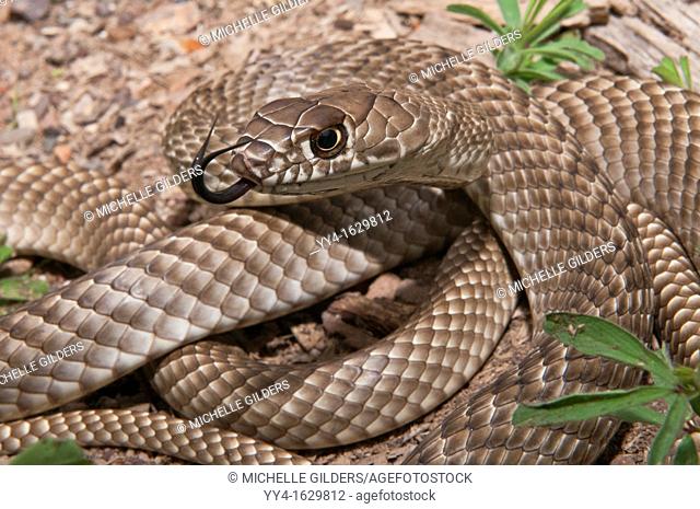 Western coachwhip, Masticophis flagellum testaceus, snake native to southern United States and Mexico