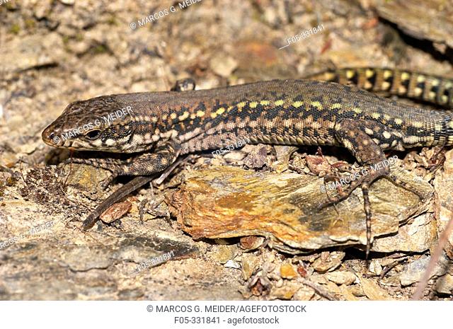 Spanish wall lizard (Podarcis hispanica)