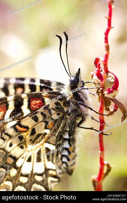 Close up view of a Southern Spanish festoon butterfly (Zerynthia rumina) butterfly